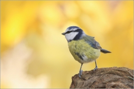 <p>SÝKORA MODŘINKA (Cyanistes caeruleus) ---- /Eurasian blue tit - Blaumeise/</p>